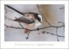 Postkarten Marburger Vogelwelt