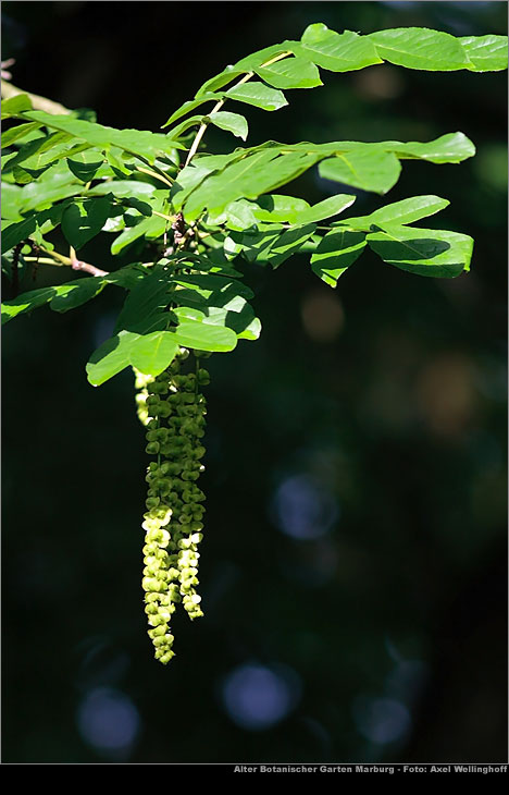 Kaukasische Flgelnu - Pterocarya fraxinifolia