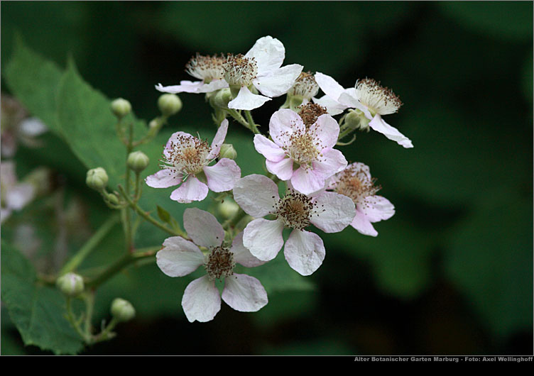 Brombeere (Rubus fruticosus)
