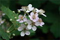 Brombeere (Rubus fruticosus) 