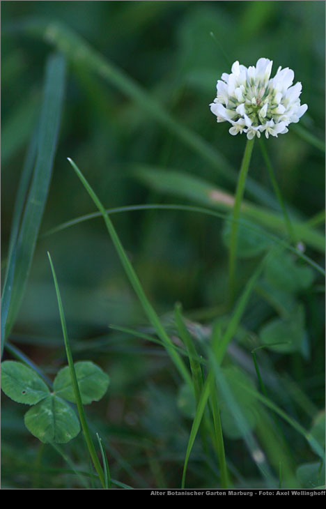 Wei-Klee (Trifolium repens)