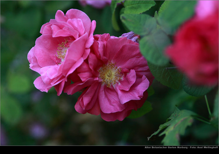 Essig-Rose (Rosa gallica 'officinalis')