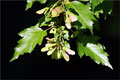 Feuer-Ahorn (Acer tataricum ssp. ginnala)