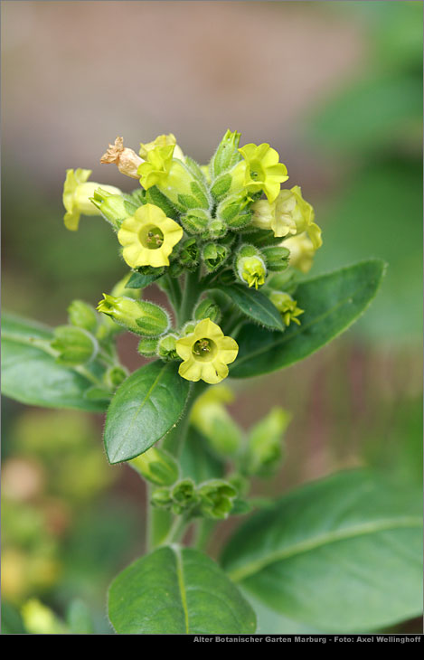 Bauern-Tabak (Nicotiana rustica)
