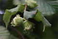 Haselnu - Corylus avellana