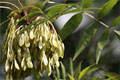 Schmalblttrige Esche - Fraxinus angustifolia