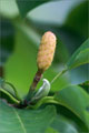 Gurken-Magnolie - Magnolia acuminata