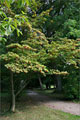 Japanischer Ahorn (Acer japonicum)