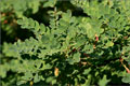 Gewhnliche Robinie - Robinia pseudoacacia