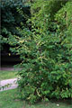 Schneeglckchenbaum - Halesia carolina