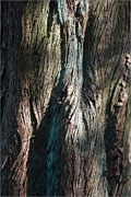 Urweltmammutbaum - Metasequoia glyptostroboides