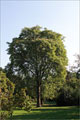 Gtterbaum - Ailanthus altissima