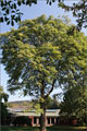 Gtterbaum - Ailanthus altissima