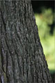 Japanische Lrche - Larix kaempferi