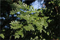 Schnurbaum - Styphnolobium japonicum