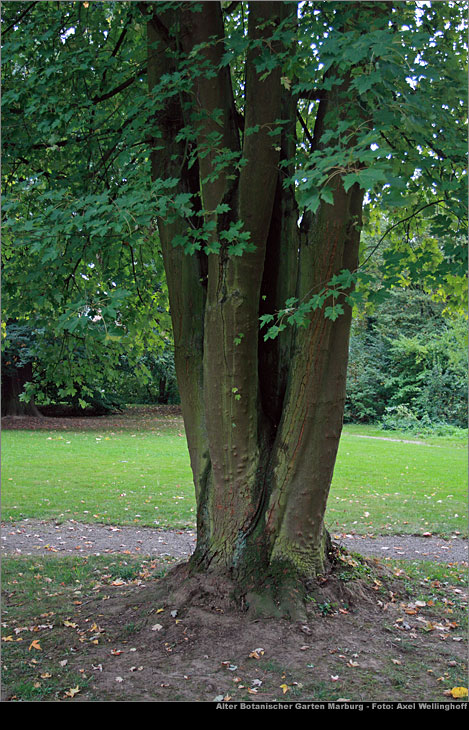 Silber-Ahorn - Acer saccharinum