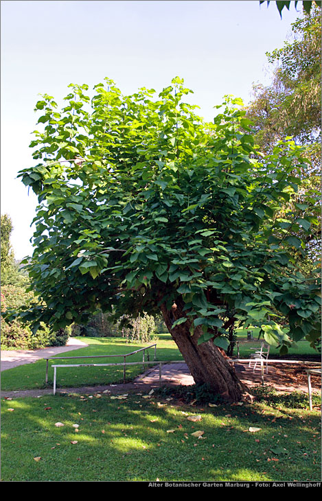 Trompetenbaum - Catalpa bignonioides