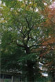 Amerikanische Buche (Fagus grandifolia)