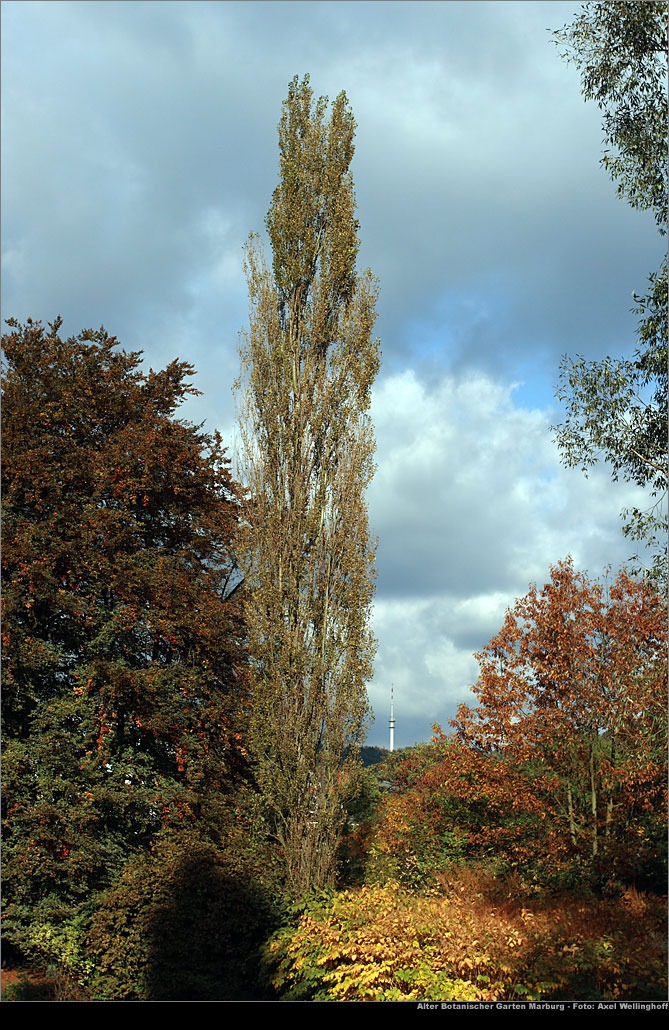 Säulenpappel im Oktober