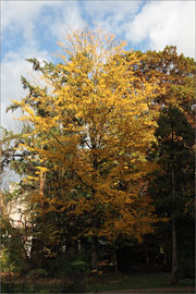 Lederhlsenbaum im Oktober