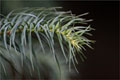 Spietanne - Cunninghamia lanceolata