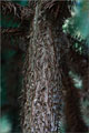 Spietanne - Cunninghamia lanceolata