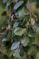 Hnge-Rotbuche - Fagus sylvatica f. pendula