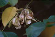 Kleeulme - Ptelea trifoliata