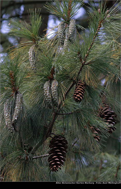 Weymouths-Kiefer - Pinus strobus