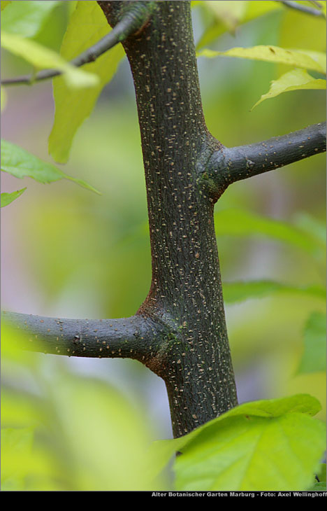 Zrgelbaum - Celtis australis