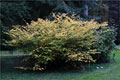 Scheinhasel - Corylopsis pauciflora