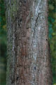 Franzsischer Ahorn - Acer monspessulanum