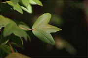 Französischer Ahorn - Acer monspessulanum