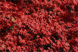 Japanischer Ahorn - Acer japonicum