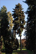 Kaukasus-Fichte - Picea orientalis