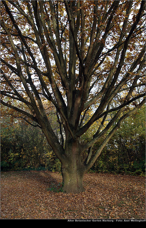 Suleneiche - Quercus robur 'Fastigiata'