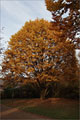Suleneiche - Quercus robur 'Fastigiata'
