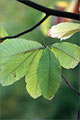 Honoki-Magnolie - Magnolia obovata
