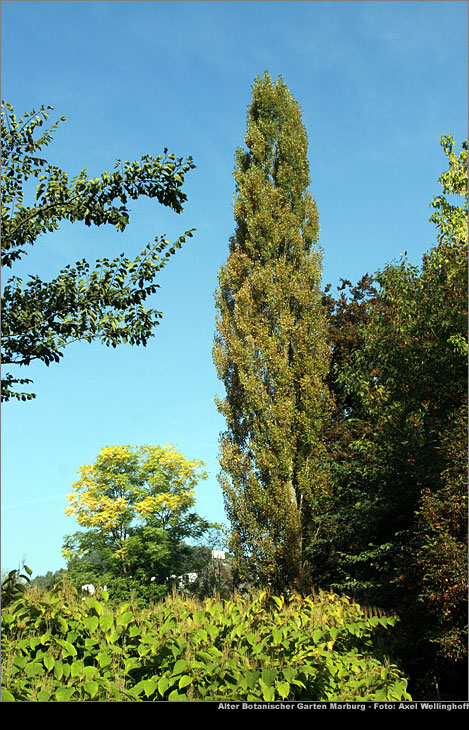 Sulenpappel - Populus nigra 'Italica'