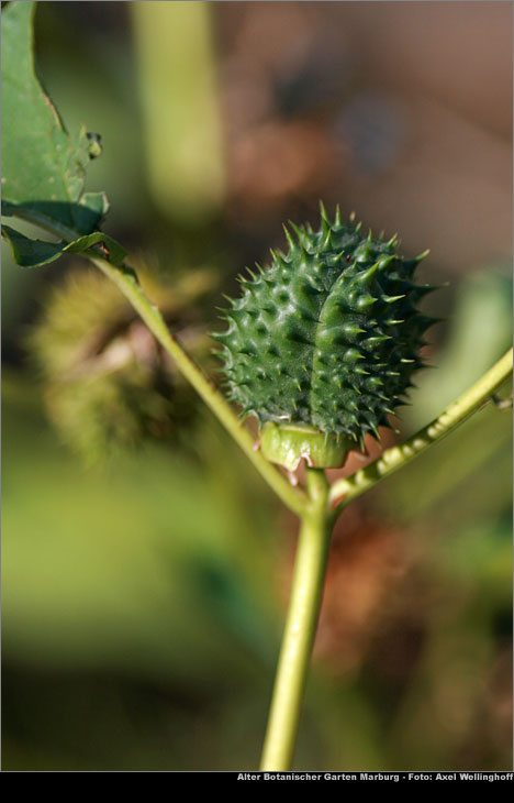 Stechapfel (Datura stramonium)