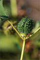 Stechapfel (Datura stramonium)