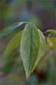 Chinesische Winterblte (Chimonanthus praecox)