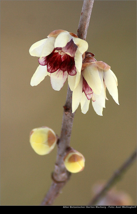 Chinesische Winterblte (Chimonanthus praecox)