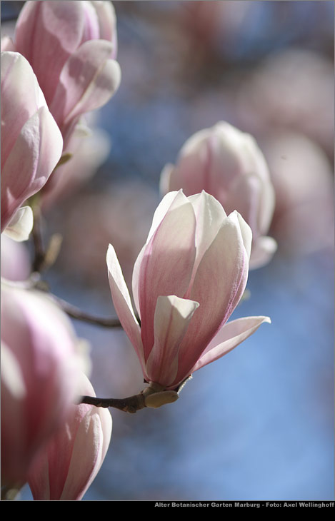 Tulpenmagnolie (Magnolia  soulangeana)
