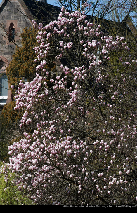 Tulpenmagnolie (Magnolia  soulangeana)