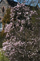Tulpenmagnolie (Magnolia × soulangeana)