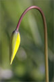 Wildtulpe (Tulipa sylvestris)
