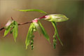 Hainbuchenblttriger Ahorn (Acer carpinifolium)