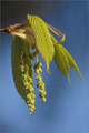 Hainbuchenblttriger Ahorn (Acer carpinifolium)