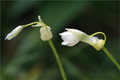 Glckchen-Lauch (Allium triquetrum)